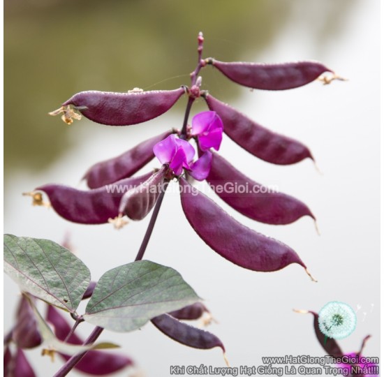 Hạt giống đậu ván Tím (Lablab purpureus)