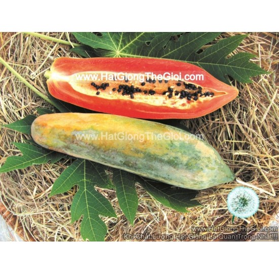 Hạt giống Đu Đủ Ruột Gấc Trái Dài Thái Lan (Carica papaya)