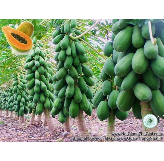 Hạt giống Đu Đủ Lùn Ruột Vàng