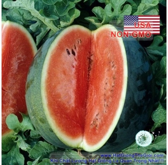 Hạt giống dưa hấu Đen Xám 24kg (Citrullus lanatus)