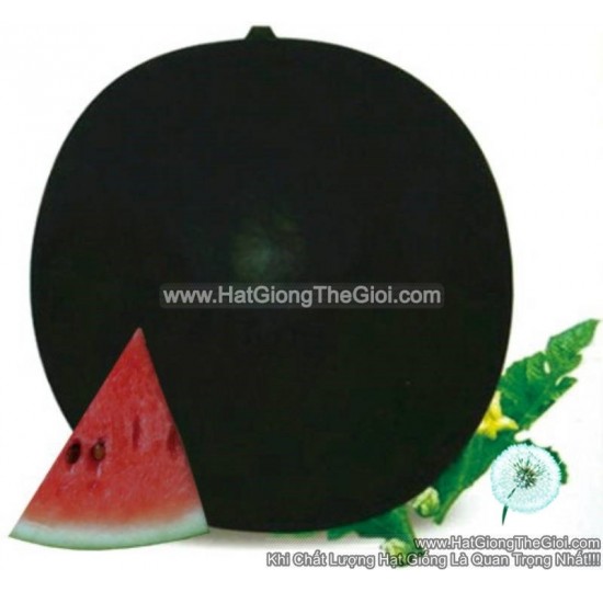 Hạt giống dưa hấu trái tròn to xanh đẹp trưng Tết 12kg