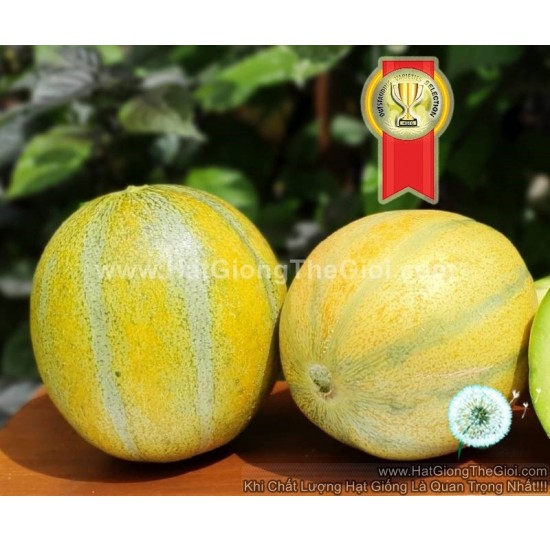 Hạt giống dưa lê Israel 10Qua