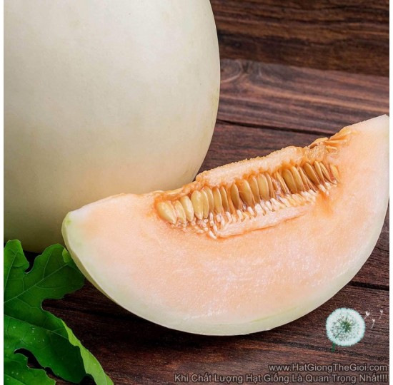 Hạt giống dưa lê Thịt Cam Honey Rất Thơm (Cucumis)