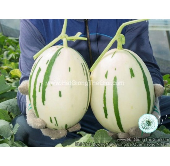 Hạt giống dưa lê Đốm Hàn Quốc