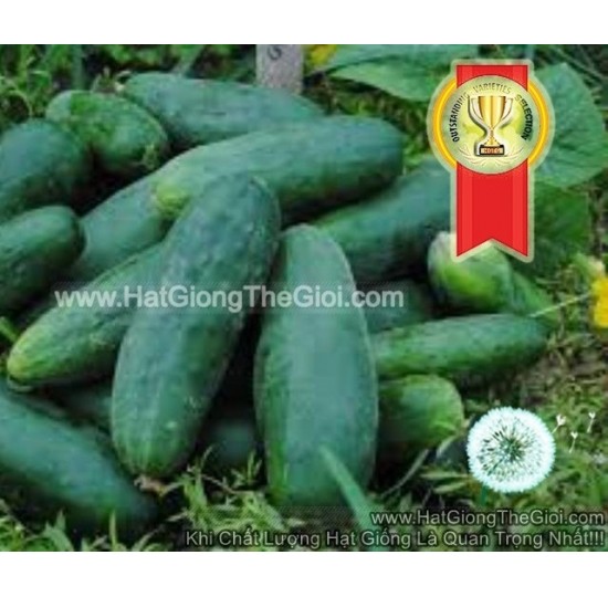 Hạt giống dưa leo F1 Âu Cơ TG80 Siêu Kháng Sương Mai