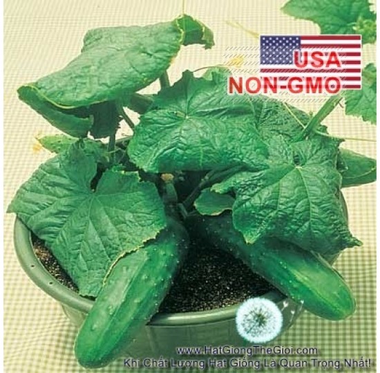 Hạt giống dưa leo Bụi Giòn Cao Sản Saladmore
