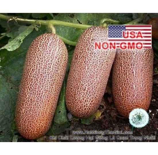 Hạt giống dưa leo Chịu Nhiệt Puneri (Cucumis sativus)