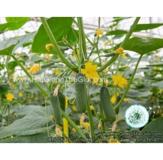 Hạt giống quả dưa leo Chùm Baby Cengel F1