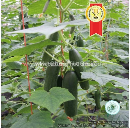 Hạt giống dưa leo Chùm 20Cm