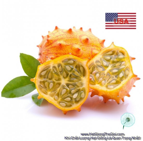 Hạt giống Dưa leo Gai Chịu Nhiệt Kiwano (Cucumis metuliferus)