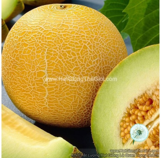 Hạt giống Dưa Lưới Vỏ Vàng Cao Sản F1
