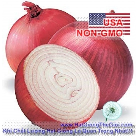 Hạt giống củ hành tây đỏ Ruby (Allium cepa)