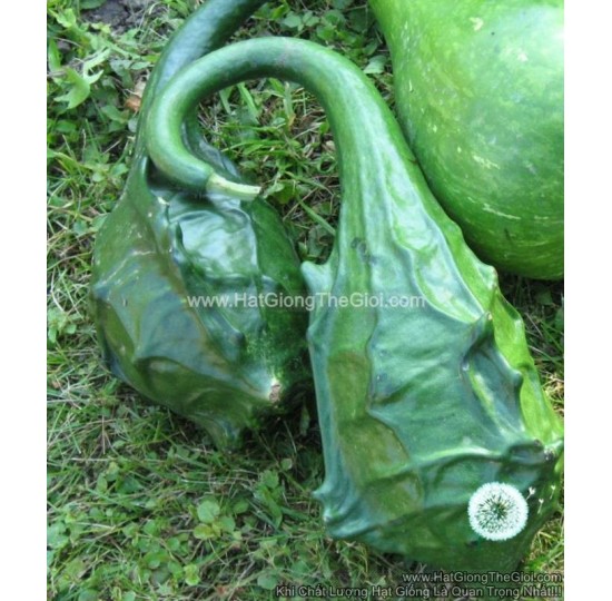 Hạt giống Bầu Khủng Long