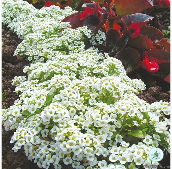 Hạt giống Hoa Ngàn Sao Thảm Tuyết (Lobularia maritima)