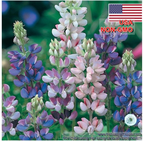 Hạt giống Hoa Đậu Lupin Chịu Nhiệt Lùn nhiều màu