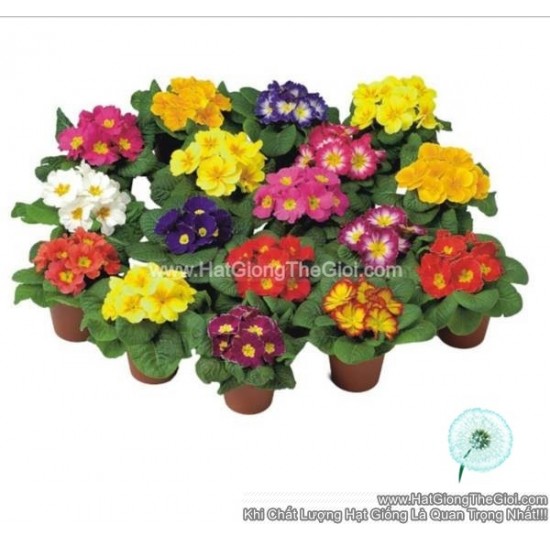 Hạt giống hoa Anh Thảo Primula Mix