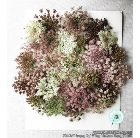 Hạt giống Hoa Cà Rốt Dara (Daucus carota)