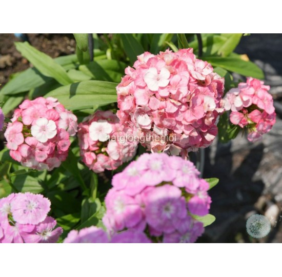 Hạt giống hoa Cẩm Chướng Chùm Mix