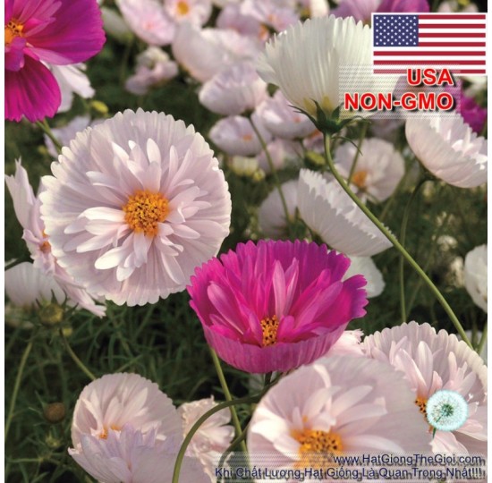 Hạt giống Hoa Cúc Cánh Bướm Cupcake Nhiều Màu (Cosmos bipinnatus)