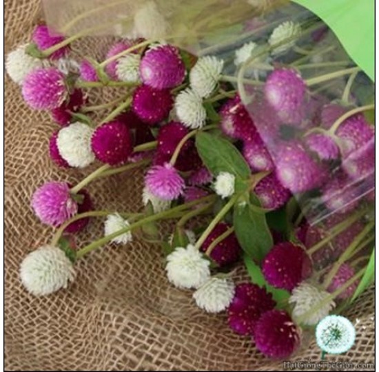 Hạt giống hoa Bách Nhật Mix (Gomphrena globosa)