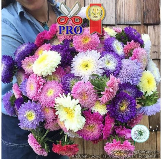 Hạt giống Hoa Cúc Cắt Cành Matador F1Pro Mix