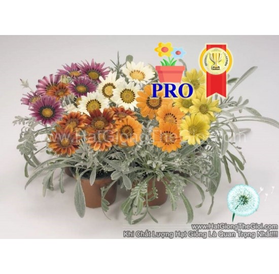 Hạt giống hoa Cúc Huân Chương Talent Mix F1Pro