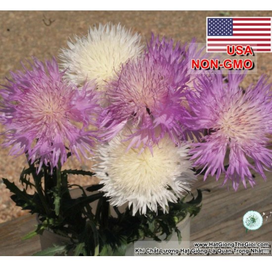 Hạt giống Hoa Cúc Nhung, Cúc Vương Miệng Sultan (Amberboa moschata)