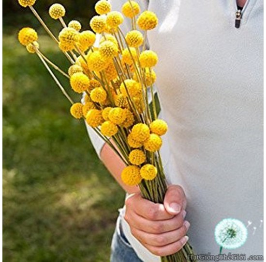 Hạt giống hoa Cúc Nút Áo Vàng (Craspedia globosa)
