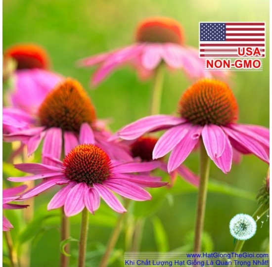 Hạt giống hoa cúc Trái Thông Purple (Echinacea purpurpea)