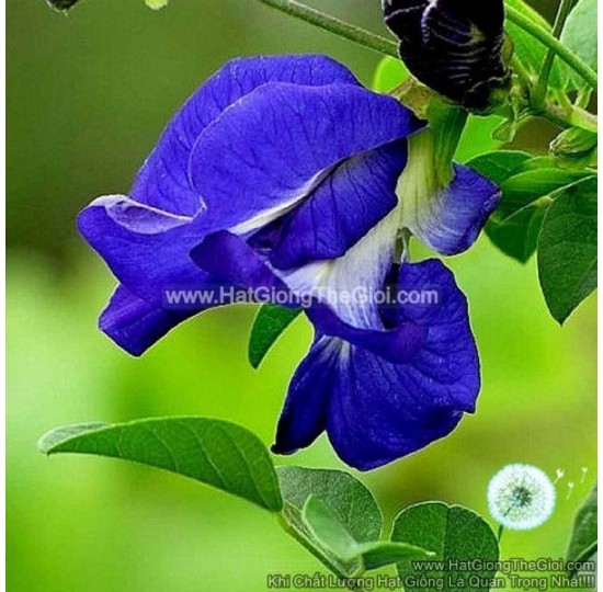 Hạt giống Hoa Đậu Biếc Kép Đơn