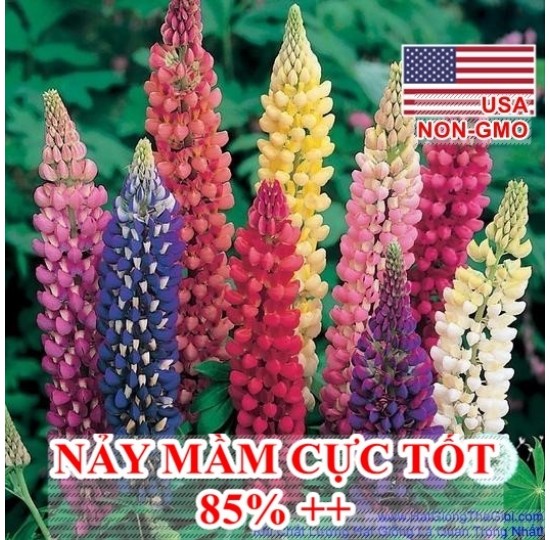 Hạt giống Hoa Đậu Lupin Nhiều Màu