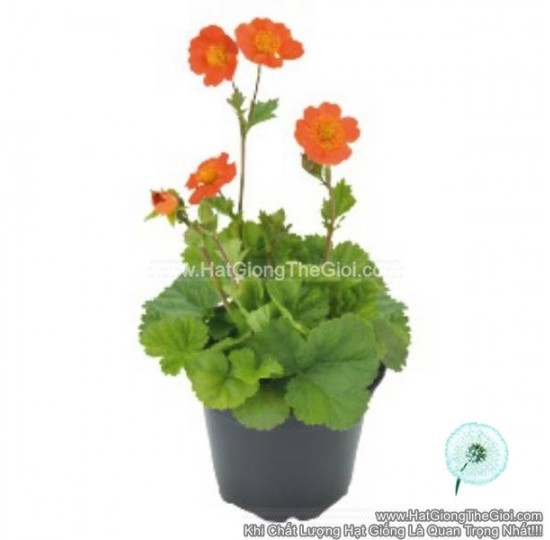 Hạt giống Hoa Geum Trồng Chậu
