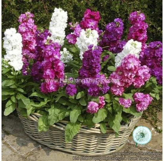 Hạt giống Hoa Hoàng Anh Mathiola Lùn nhiêu màu