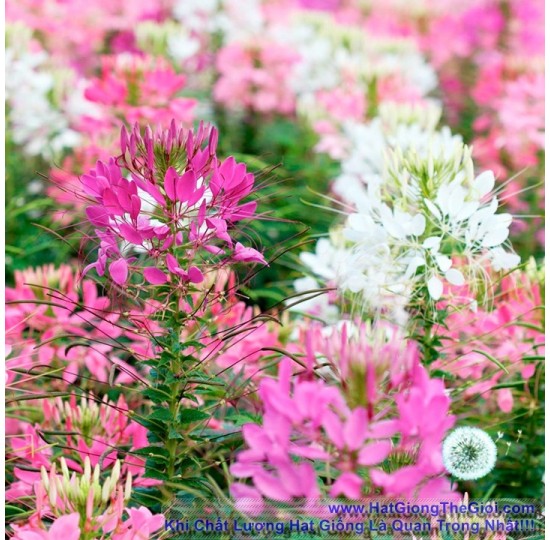 Hạt giống Hoa Hồng Hoa Hồng Ri Mix CLEOME