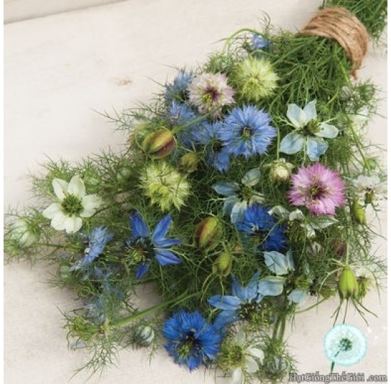 Hạt giống Hoa Kim Cương Tình Yêu Trong Sương (Nigella damascena)