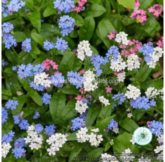 Hạt giống Hoa Lưu Ly Forget Me Not Mix