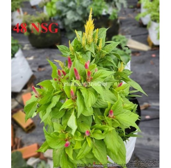 Hạt giống Hoa Mào Gà Lửa Lùn 35cm Mix