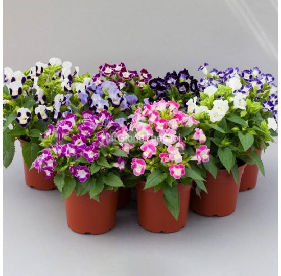 Hạt giống Hoa Mắt Nai Hoa Tô Liên HI-LITE Mix