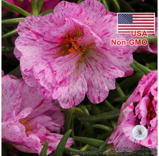 Hạt giống Mỹ Kép Mint F1 Cực Hiếm (Portulaca grandiflora)