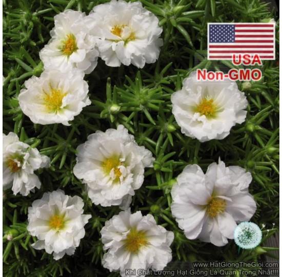 Hạt giống hoa mười giờ Mỹ Kép Trắng (Portulaca grandiflora)