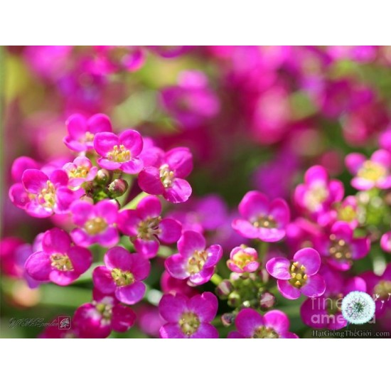 Hạt giống Hoa Ngàn Sao Hồng Đậm (Lobularia maritima)