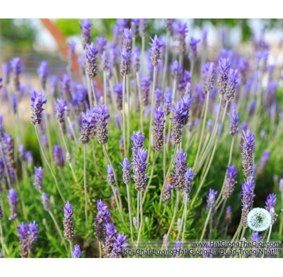 Hạt giống Hoa Oải Hương Lavender