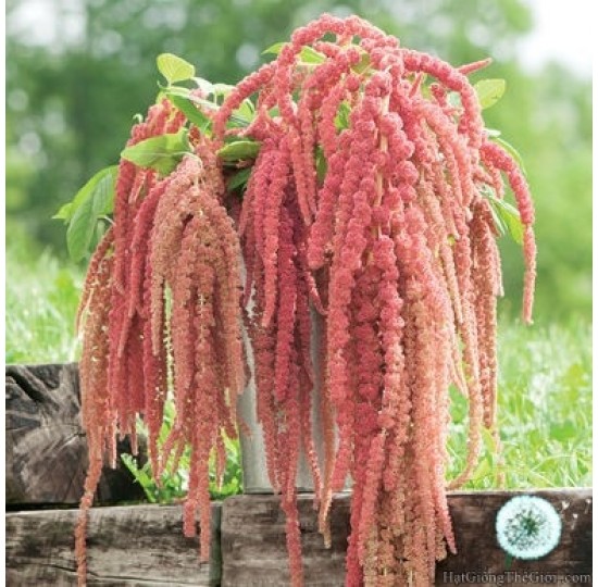 Hạt giống Hoa Tassel (Amaranthus caudatus)
