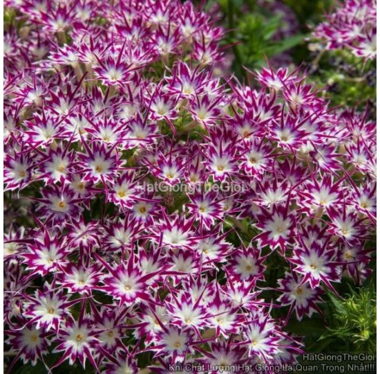 Hạt giống Hoa Thanh Trúc Phlox F1 Purple wEye