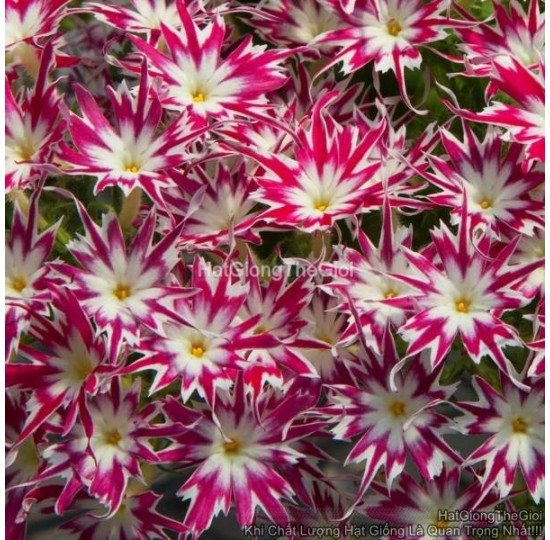 Hạt giống Hoa Thanh Trúc Phlox F1 Rose wEye