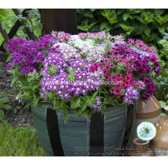 Hạt giống hoa Thanh Trúc Phlox F1 Mix