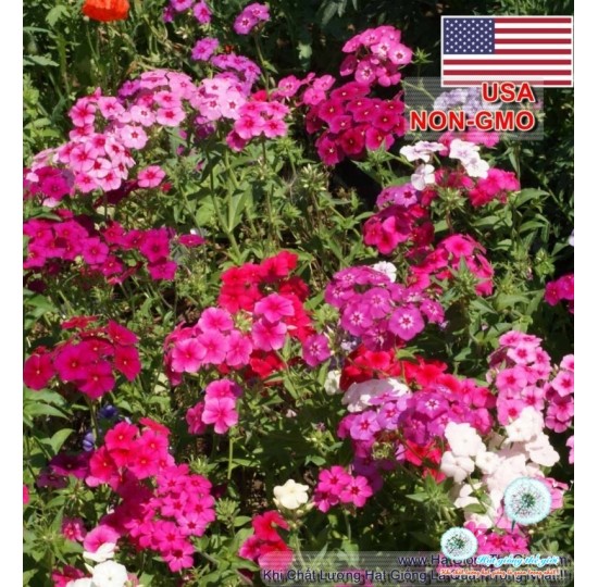 Hạt giống Hoa Thanh Trúc Mix Nhiều Màu (Phlox drummondii)