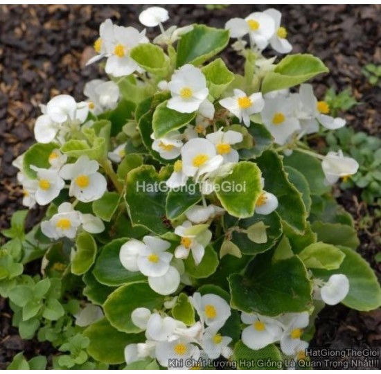 Hạt giống hoa Thu Hải Đường BADA BING White