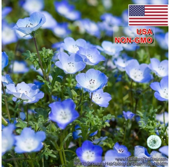Hạt giống hoa Tình Yêu BABY BLUE (Nemophila)