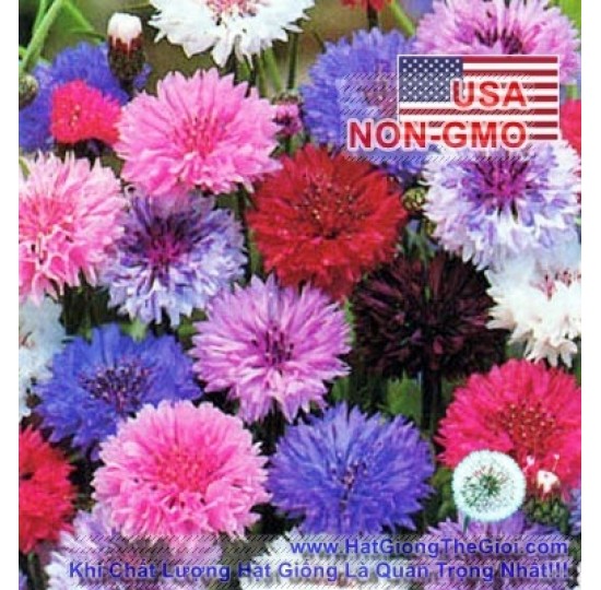 Hạt giống hoa Trúc Mai Mix Polka (Centaurea Cyanus)
